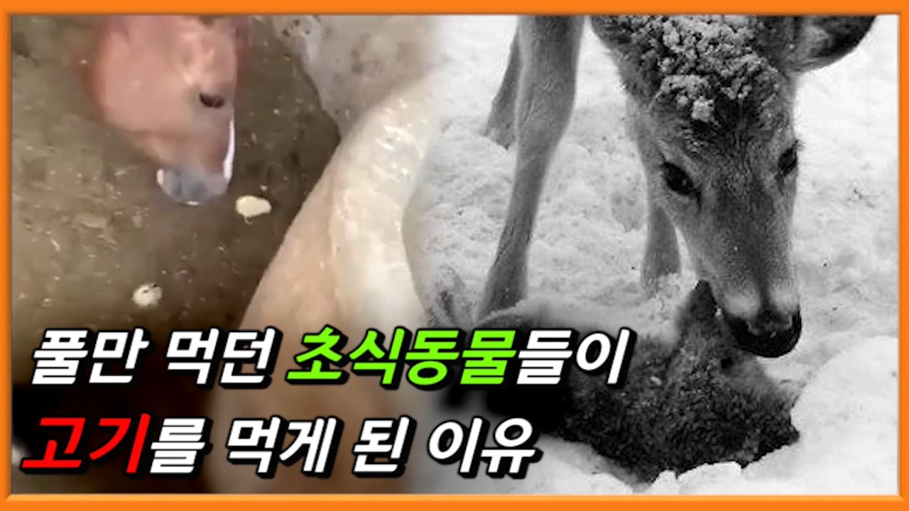 초식동물들은 어쩌다 