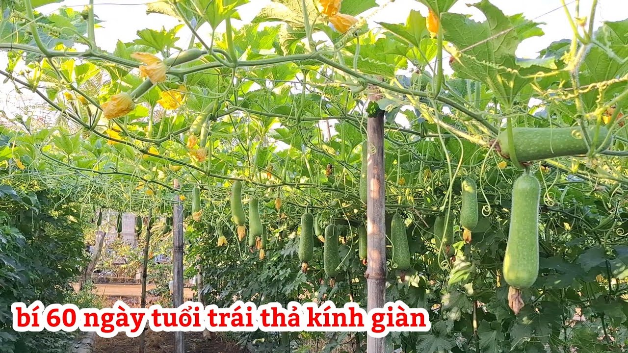 Chia sẻ cách trồng bí đao, thả ngọn, Đạt năng suất tối đa,,,#Tấnnôngdân 
