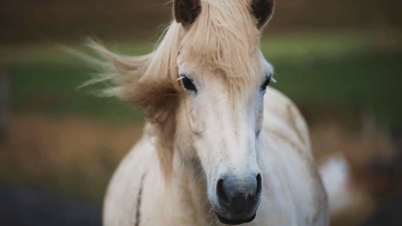 Lýtingsstaðir - Horseback riding in North Iceland - Our story