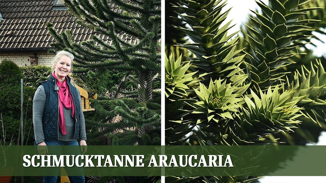 Araucaria - Informationen und Tipps zur chilenischen Schmucktanne