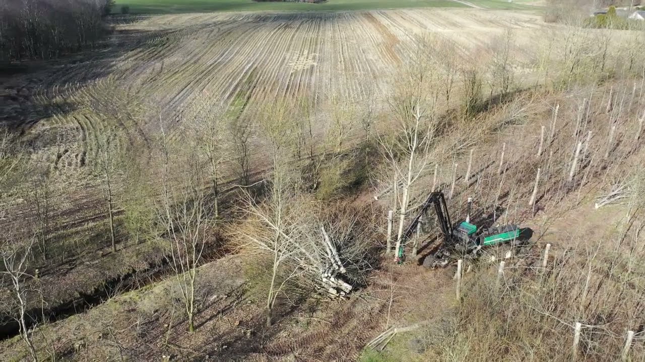 Tynding og pleje af skov og læhegn.