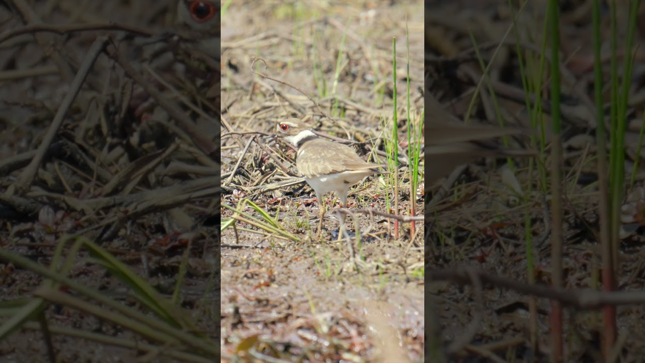 Killdeer Pulls Up A Huge Worm 