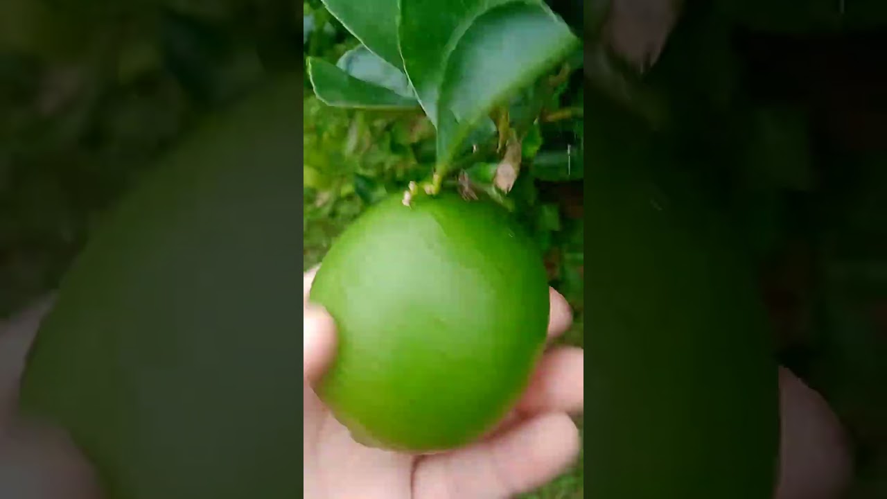  plantas da minha chácara 
