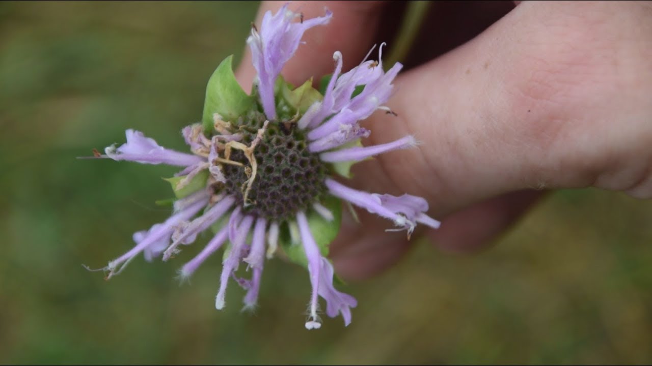 2 Species of Wild Mint That YOU can Forage!