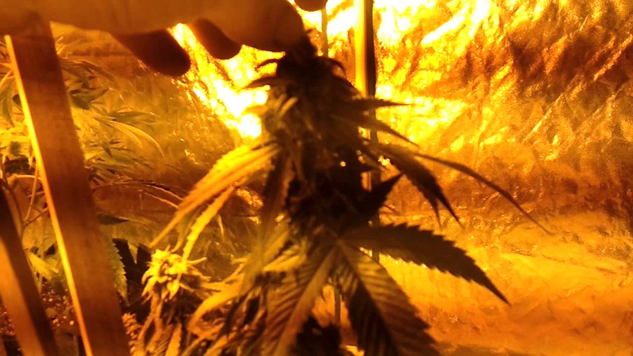White fire OG
