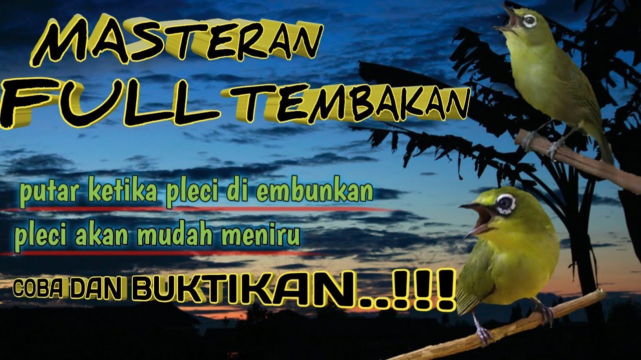 full tembakan,masteran suara jernih,bunyikan ketika pleci di embunkan..