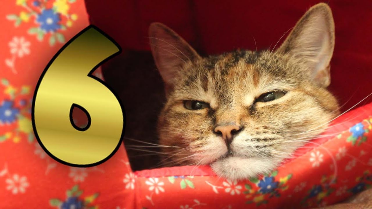 6 ЛАЙФХАКОВ, КОТОРЫЕ СДЕЛАЮТ ВАШУ ЖИЗНЬ ПРОЩЕ (нет)