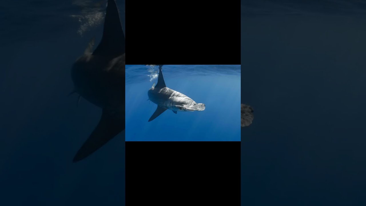 Smooth Hammerhead and Shortfin Mako Shark