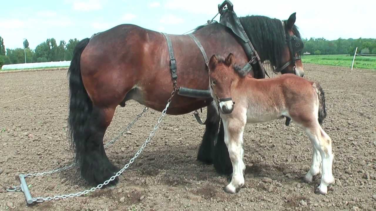 Quenelle et Dirac, chevaux de la race 