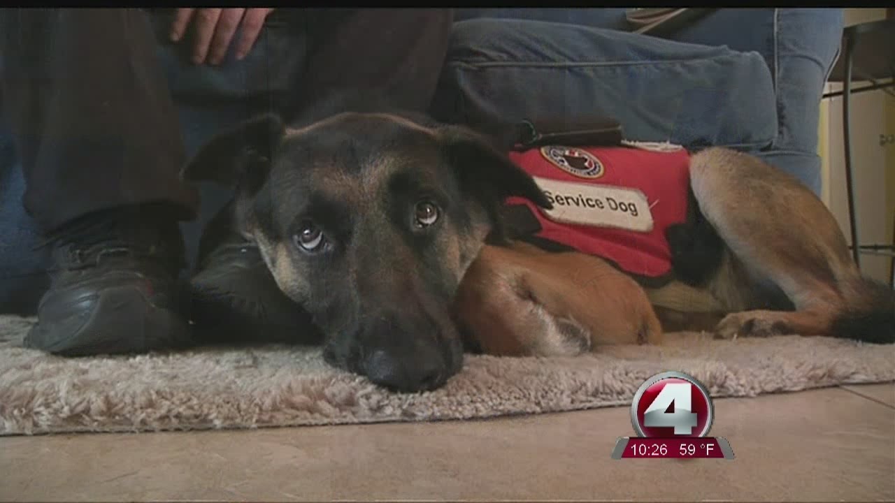 Employee's service dog still not allowed in Publix
