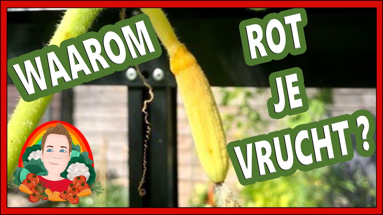 WAAROM ROT JE VRUCHT AAN DE PLANT? | Moestuin vlog 161 |