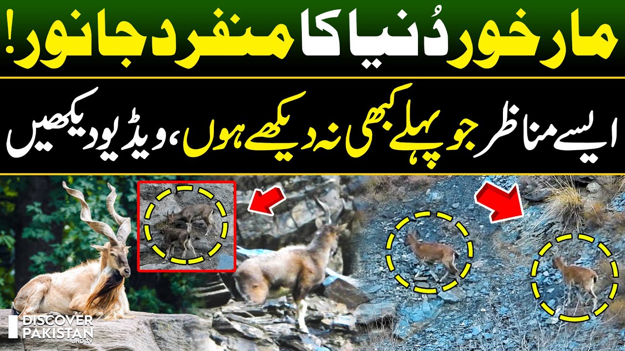 Unseen visuals of Markhor in Chitral Gol National Park | Discover Pakistan