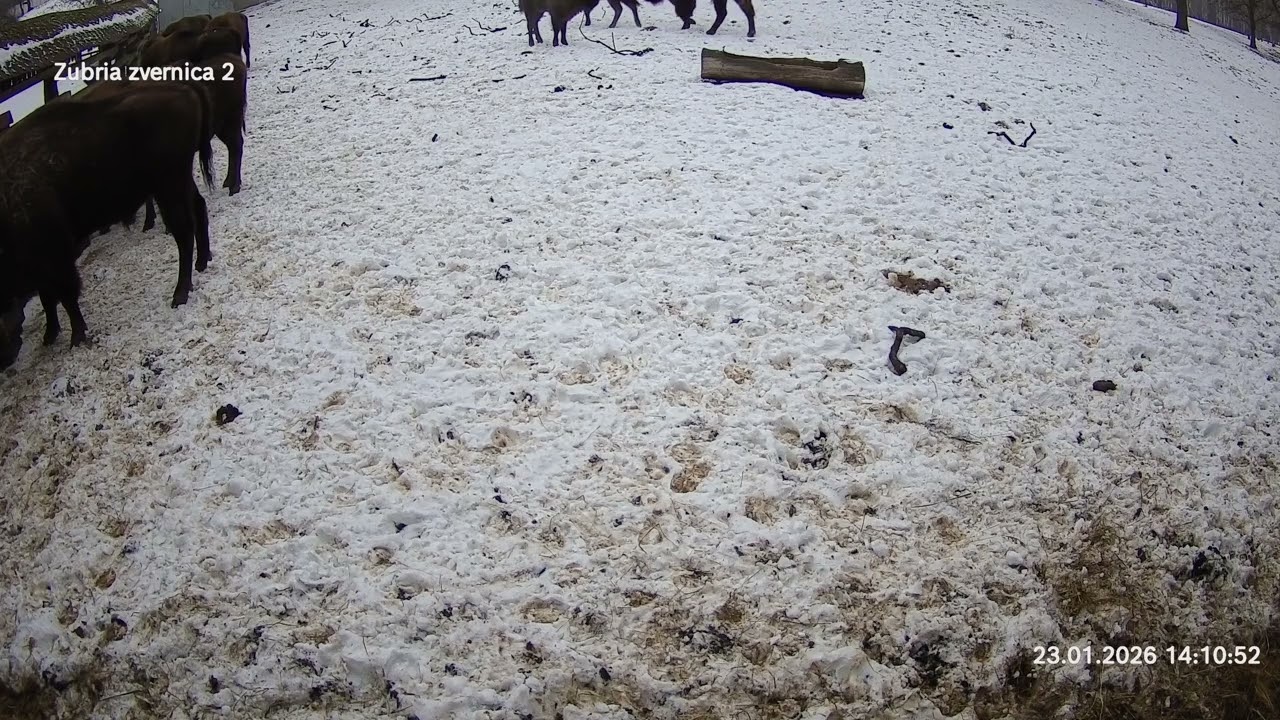Zubria zvernica (cam213) 23.01.2026 o 14:15