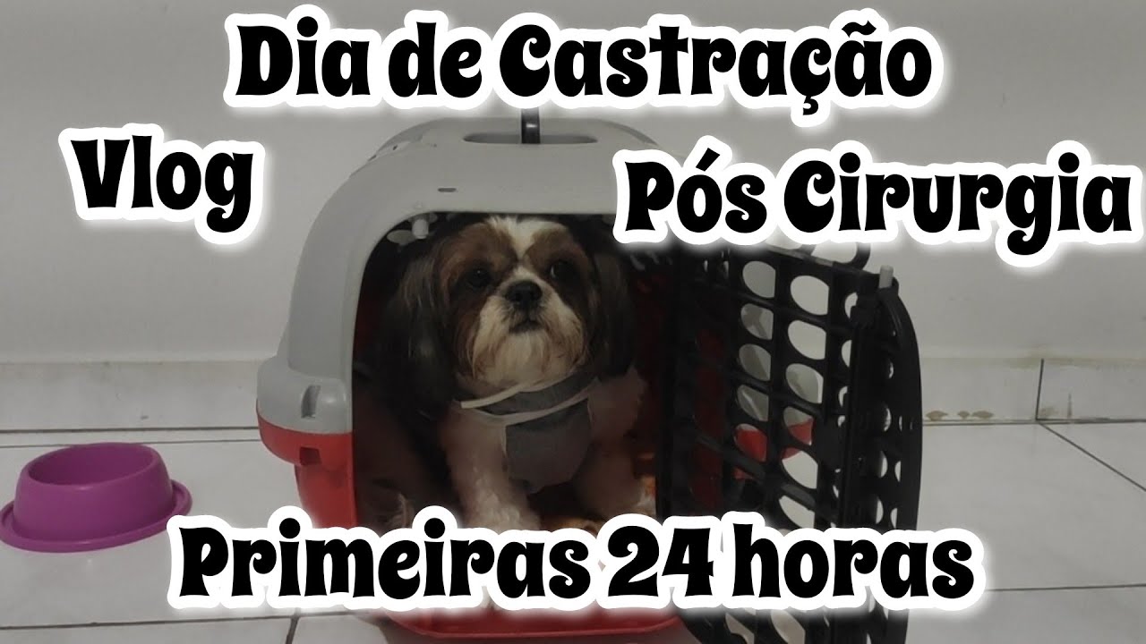 Dia de Castração / Primeiras 24 horas pós operatório.