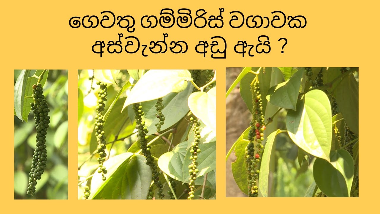 increase your home garden black pepper harvest