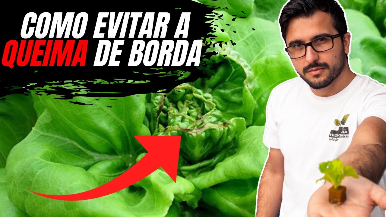 🥬 Queima de Borda no Alface (Tip Burn) como resolver?