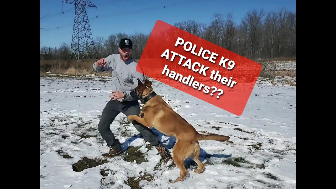 WHY do Police Dogs BITE their handlers?