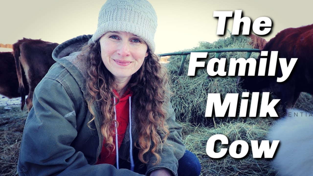 Family Milk Cow | What Does it Actually Cost to Keep One?