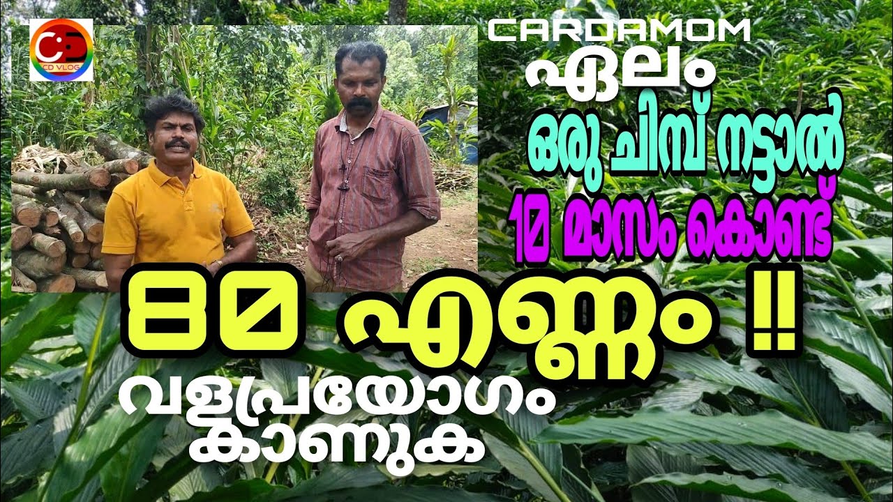 ഏലം ഒരു ചിമ്പ് വച്ചാൽ 10 മാസം കൊണ്ട് 80 എണ്ണം ആകും നടീൽ വളപ്രയോഗ രീതി കാണുക #how to protect cardamom