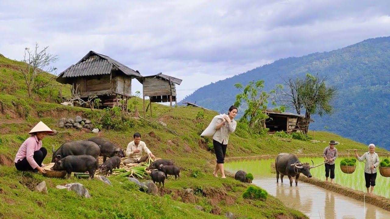Daily Life in the Mountains | Rice Farming and Raising Pigs, Chickens & Ducks