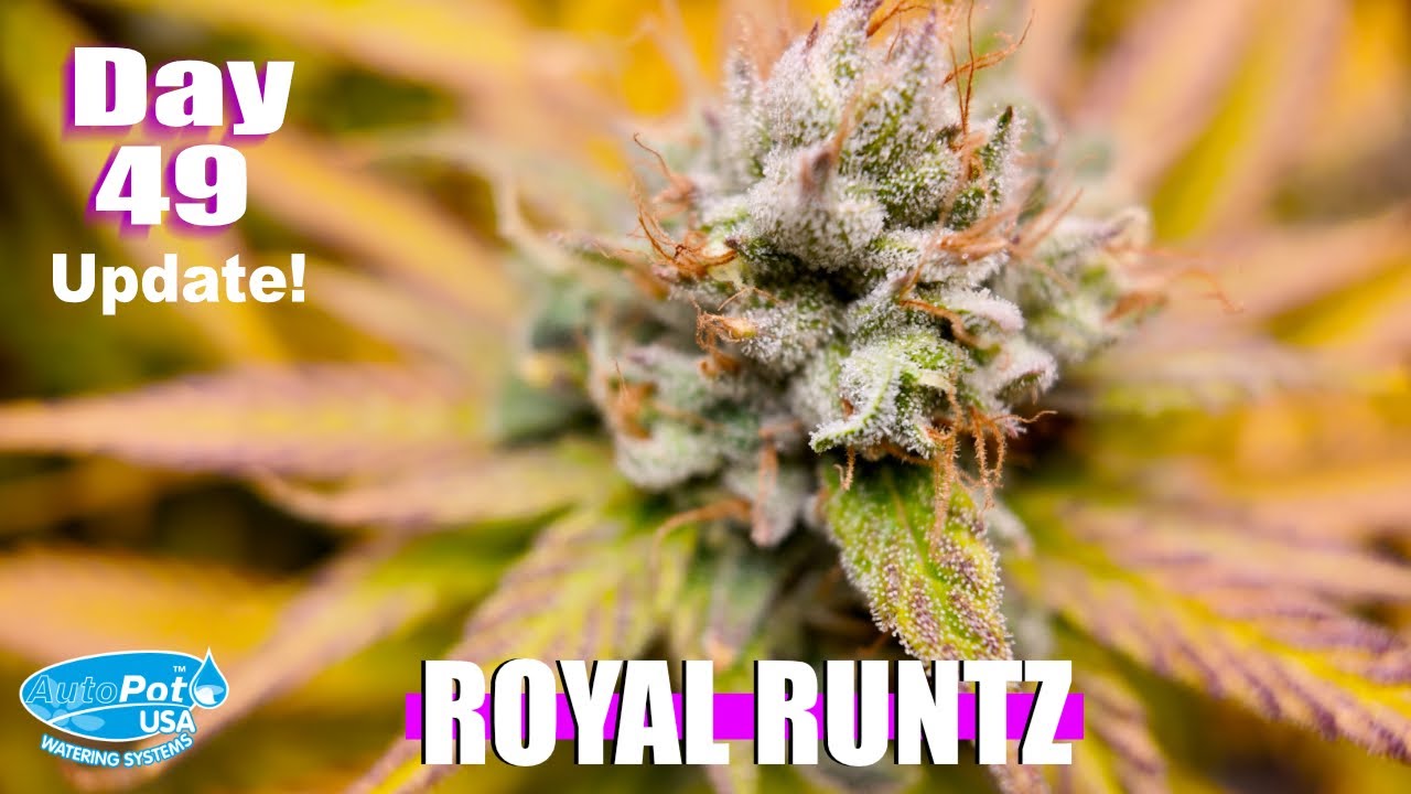 Royal Runtz Day 49 Flower Is BETTER Than You Think