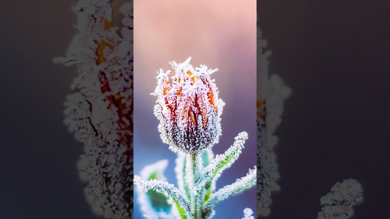 Dancing flowers💐 #macromood #macrophotography #macro #flower #flowerstagram #blume