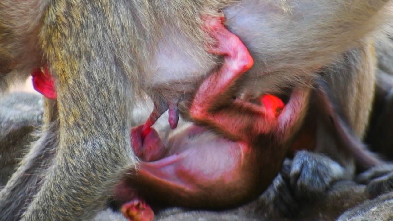 Just Newborn Baby Very Active Hug Mom Get More Milk And Mom Find Food