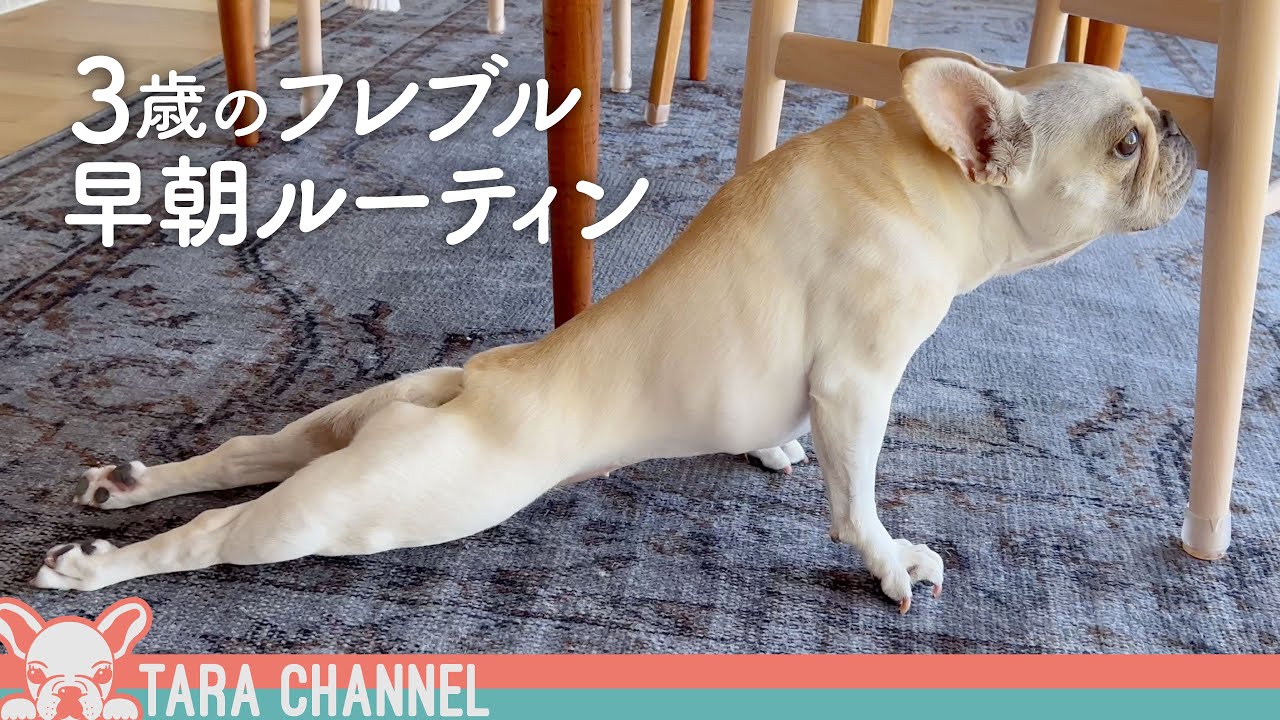 【フレブル密着】新居でのタラちゃんのモーニングルーティン〜フレブルの朝は忙しい〜