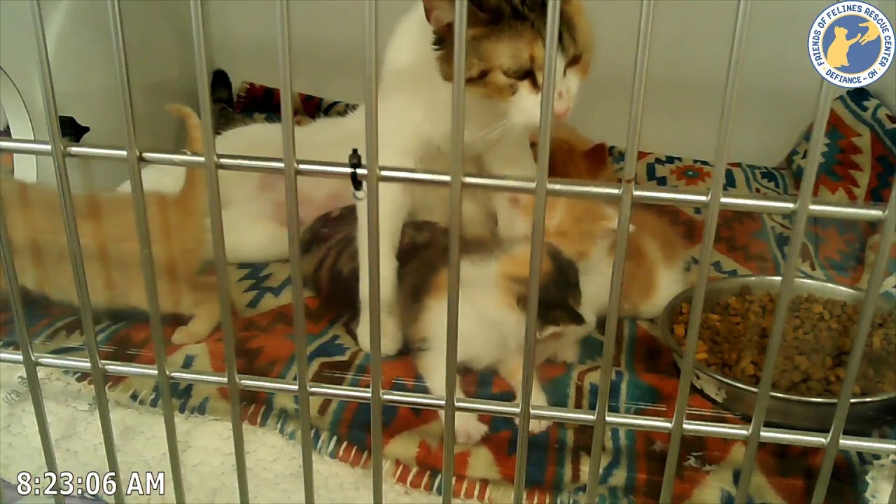 Friends of Feline Rescue Center
