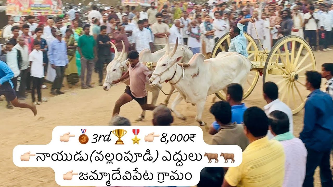 👉🏻🥉3rd🏆🎖️👉🏻నాయుడు(వల్లంపూడి) ఎద్దులు🐂🐂👉🏻జమ్మాదేవిపేట గ్రామం #video #trending #shorts #like #festival