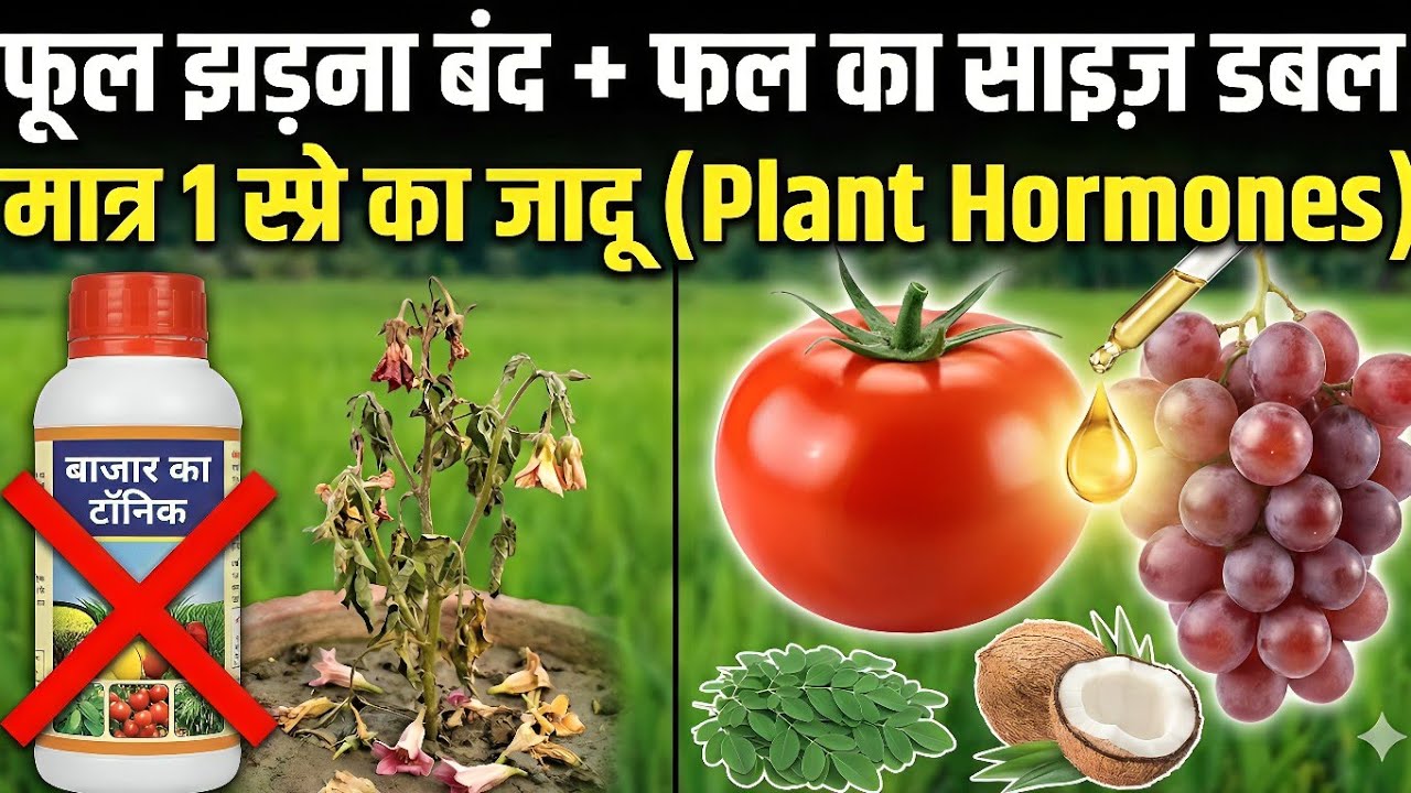 प्लांट हार्मोन का पूरा विज्ञान | Auxin, Gibberellin, Cytokinin | किसान 20% ज़्यादा पैदावार कैसे पाएं