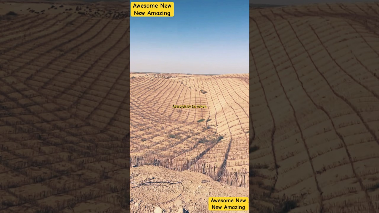 Successful Plantation in desert in China