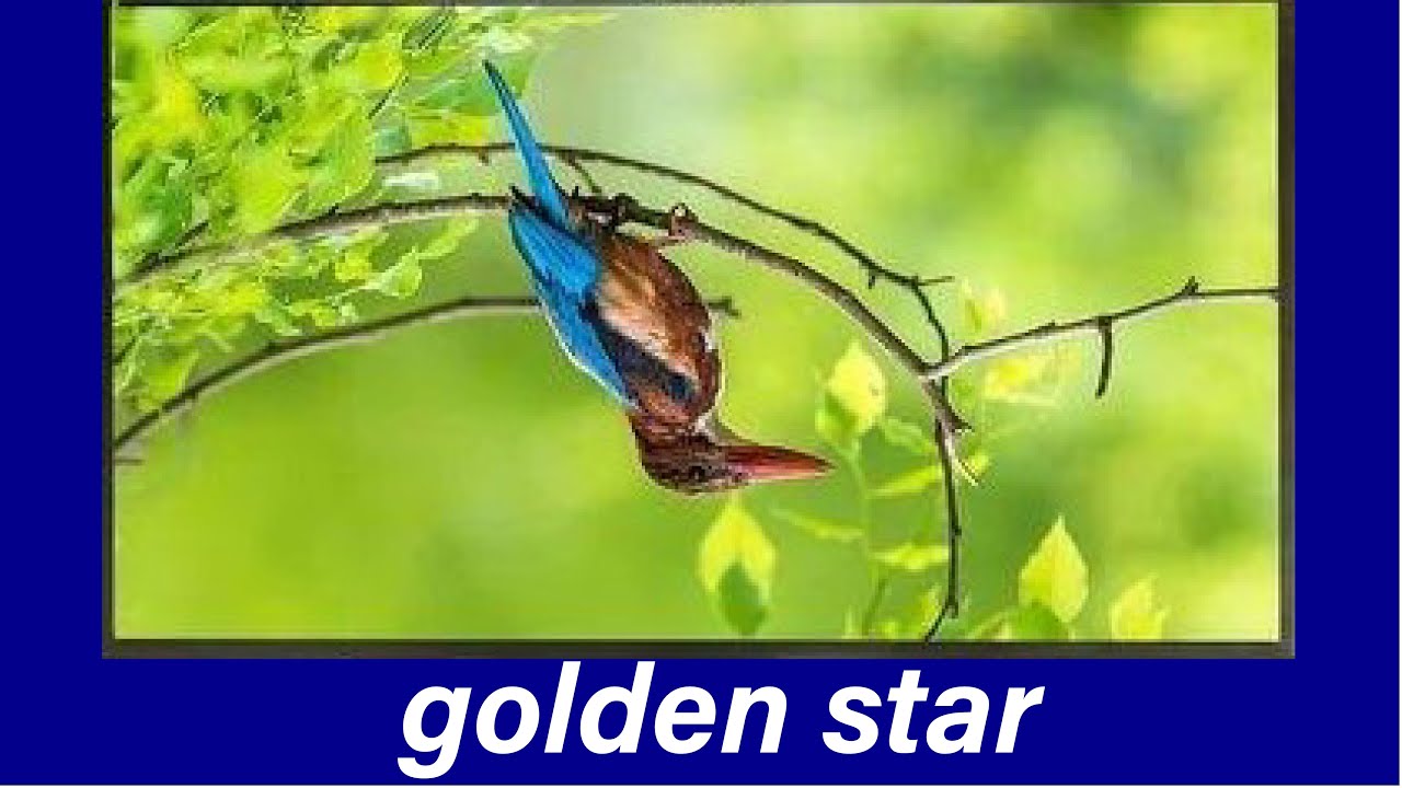 golden star led tv screen rotate problem solution