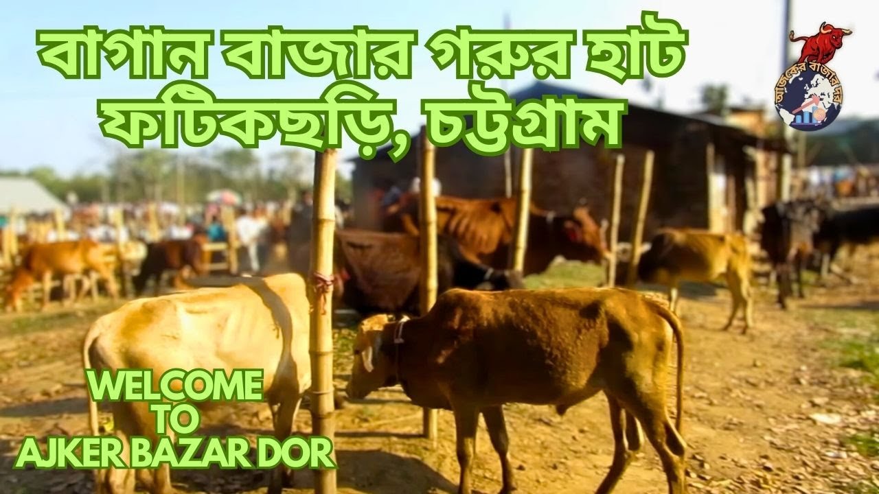 বাগান বাজার গরুর হাট ।ফটিকছড়ি। চট্টগ্রাম।  @ajkerbazardor