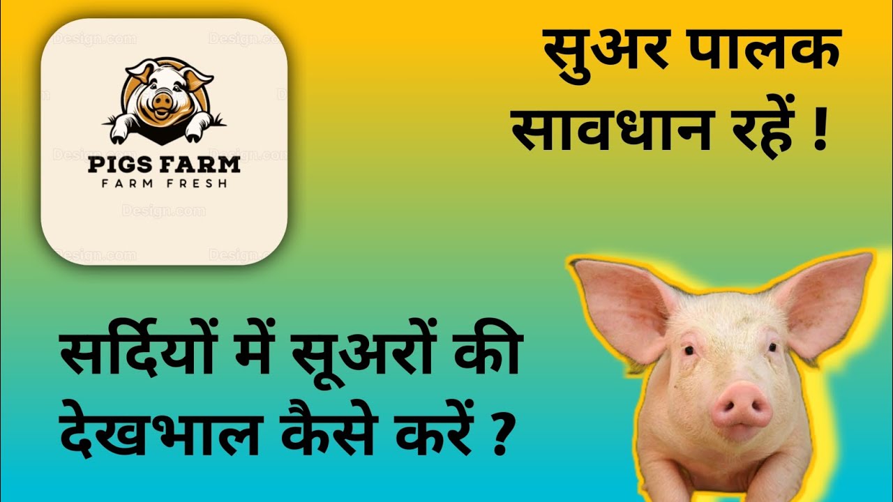 ये Pig Farming नहीं 🐷 ये Paisa Farming है 🤑 || Best Agribusiness Idea || Indian Farmer
