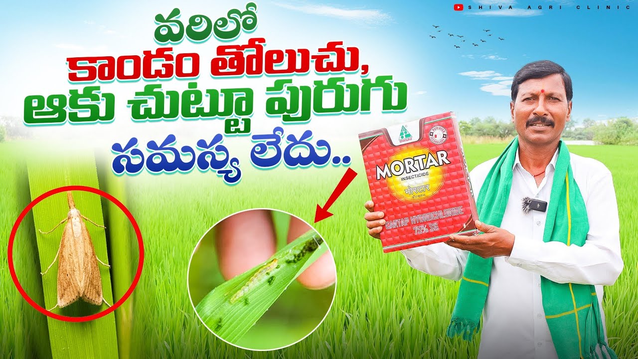 Pest Control In Paddy | వరిలో కాండం తోలుచు,ఆకు చుట్టూ పురుగు నివారణ | Mortar | Shiva Agri Clinic