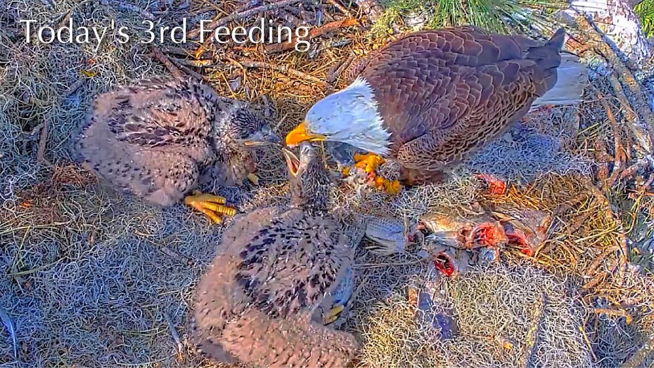 #282🦅NE32🐥35° & NE33🐥33°／NEFL 2025-2026／Gabby💗Beau／by American Eagle Foundation