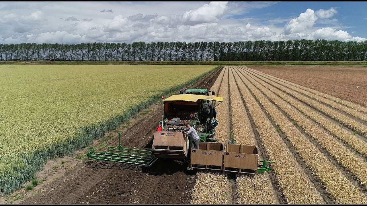 Tulpenbollen rooien/ Tulip bulbs harvest by Ronico.