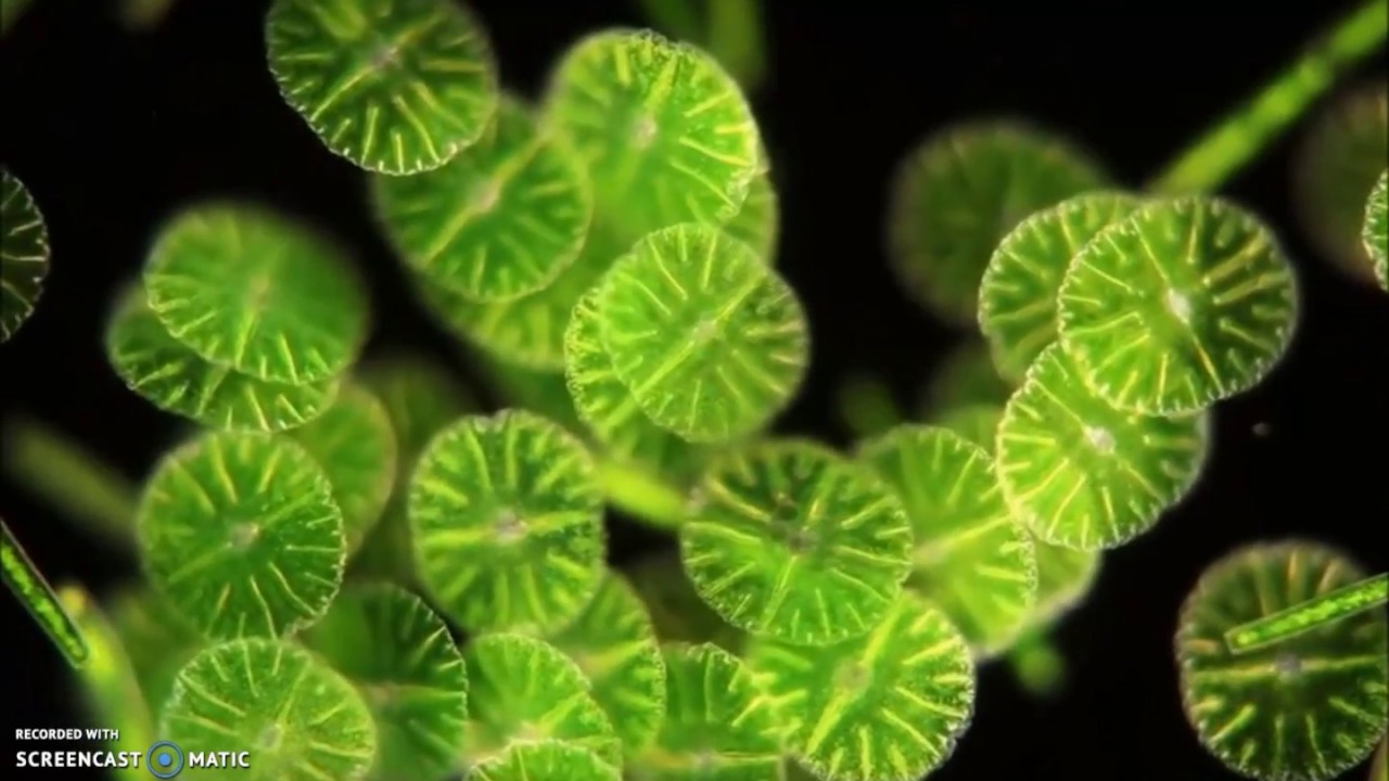 Vita al microscopio: Le Microalghe