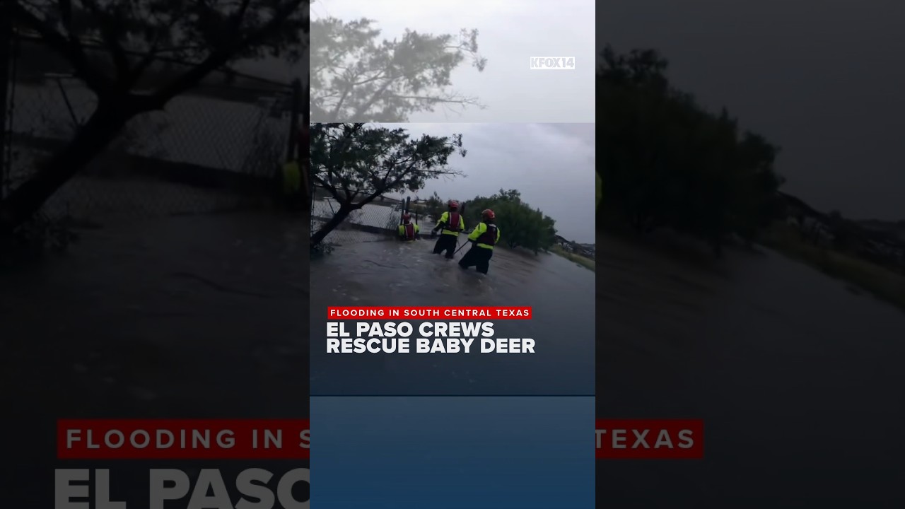 Texas flooding: El Paso crews rescue baby deer