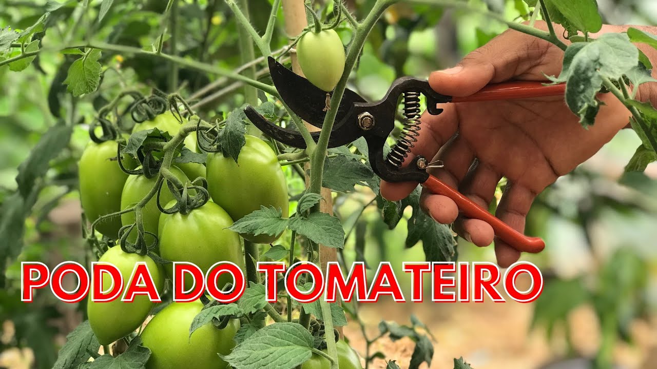 Poda do tomateiro