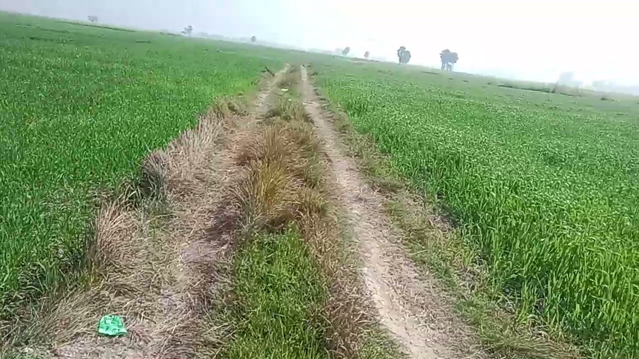 गेहूं    बोया गया है 😀😀😀😀❤️❤️❤️♥️