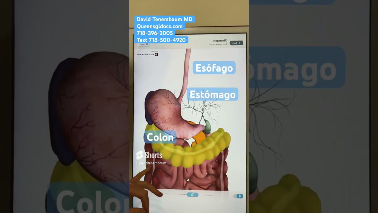 Donde Se Forman Los Gases Intestinales - Problemas intestinales simplificados con el Dr. Tenembaum