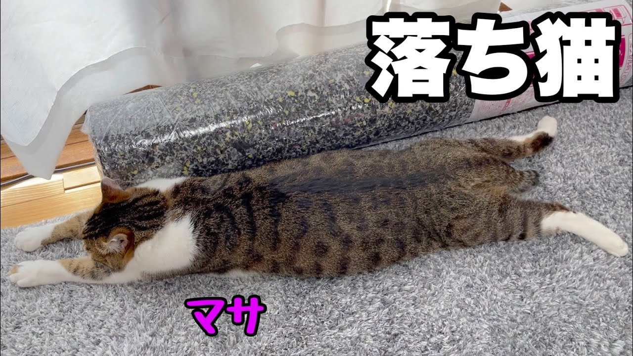 今日も猫が床に落ちていました。
