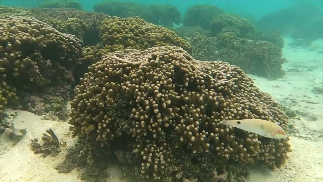 Snorkeling Tumon Bay in Guam
