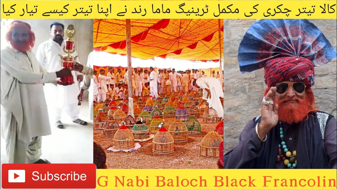 Kala Teetar Chakri ki Training Tournament training کالا تیتر چکری میچ ٹورنامنٹ ٹریننگ ماما رند