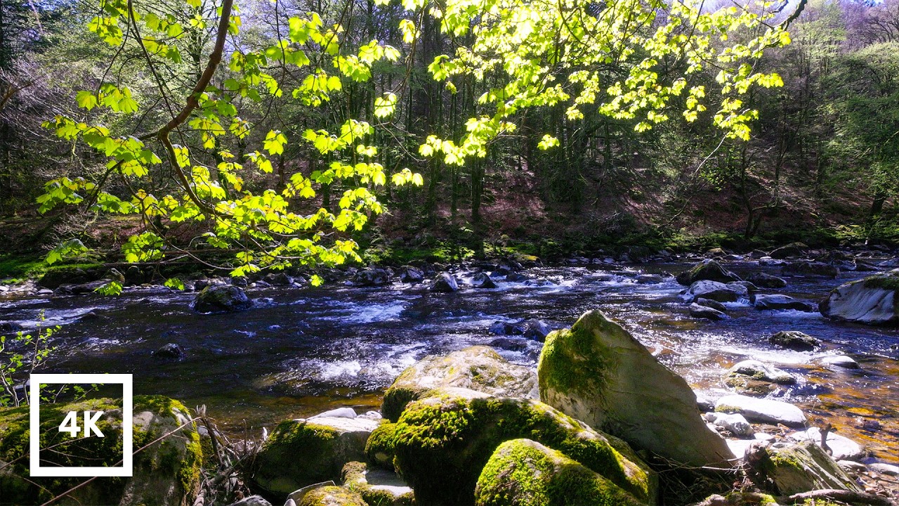 Tranquil Stream in Sunlit Forest | Scottish Nature Ambience 4K