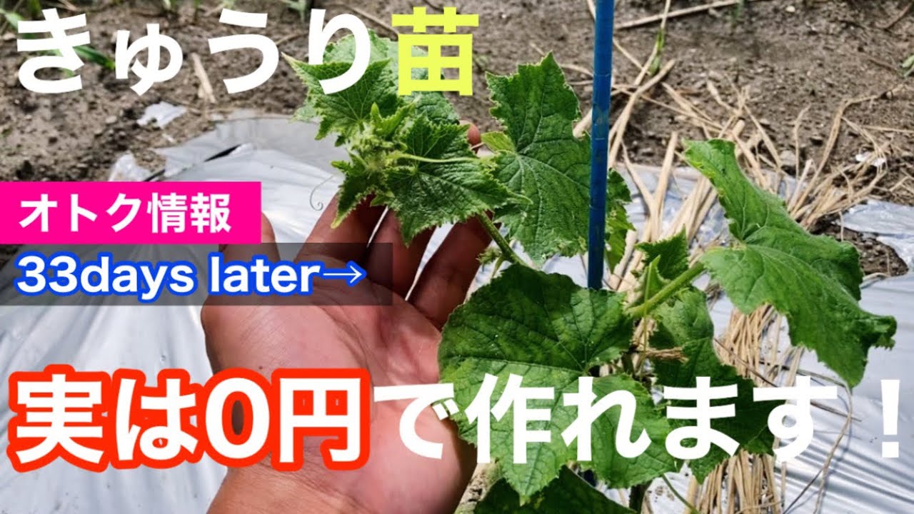 【お得・最速・超簡単】※0円できゅうり苗を無限に作れます！たった１つの苗があれば約１ヶ月後から芯先を利用・再生栽培し植え付けできます！Cucumber regeneration cultivation