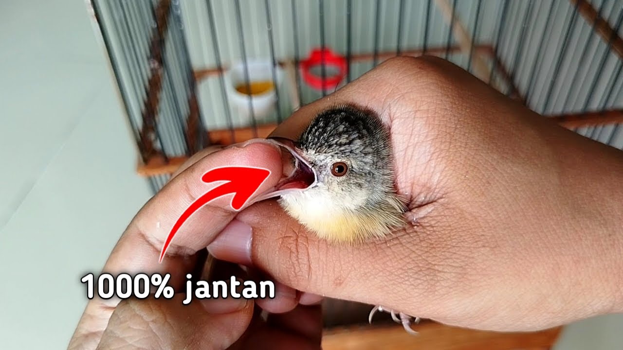 Cara Membedakan Ciblek Gunung jantan betina paling akurat