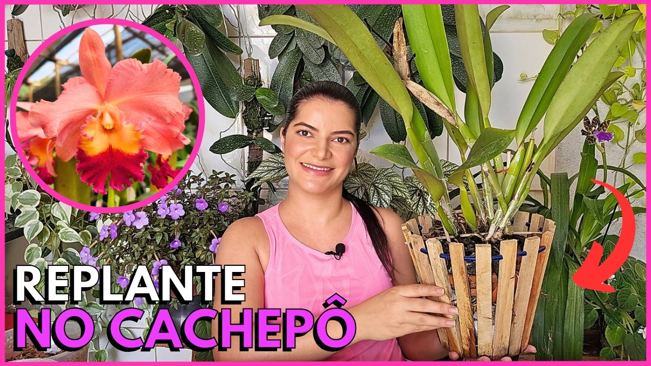 COMO PLANTAR UMA TOUCEIRA DE CATTLEYA NO CACHEPÔ 🌸☝️🥰